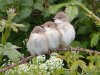 Whitethroat at Vange Marsh (RSPB) (Steve Arlow) (117217 bytes)